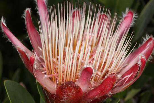 Imagem de Protea venusta Compton