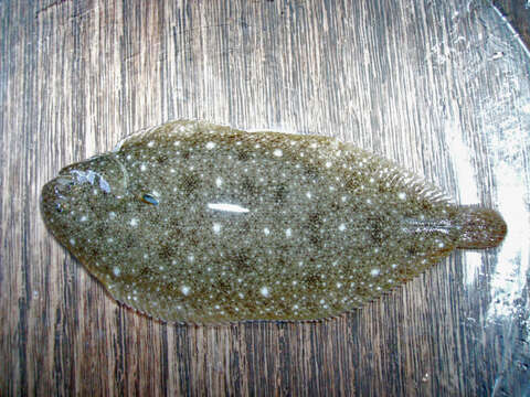 Image of Atlantic Sole