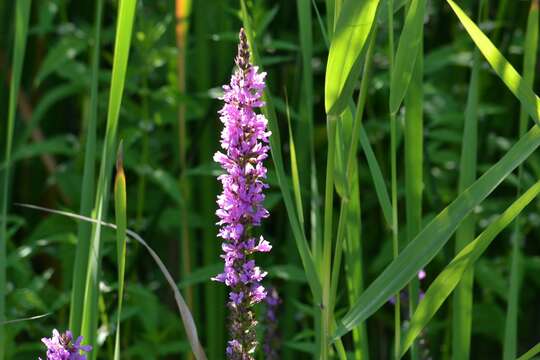 Image of Purple Loosestrife