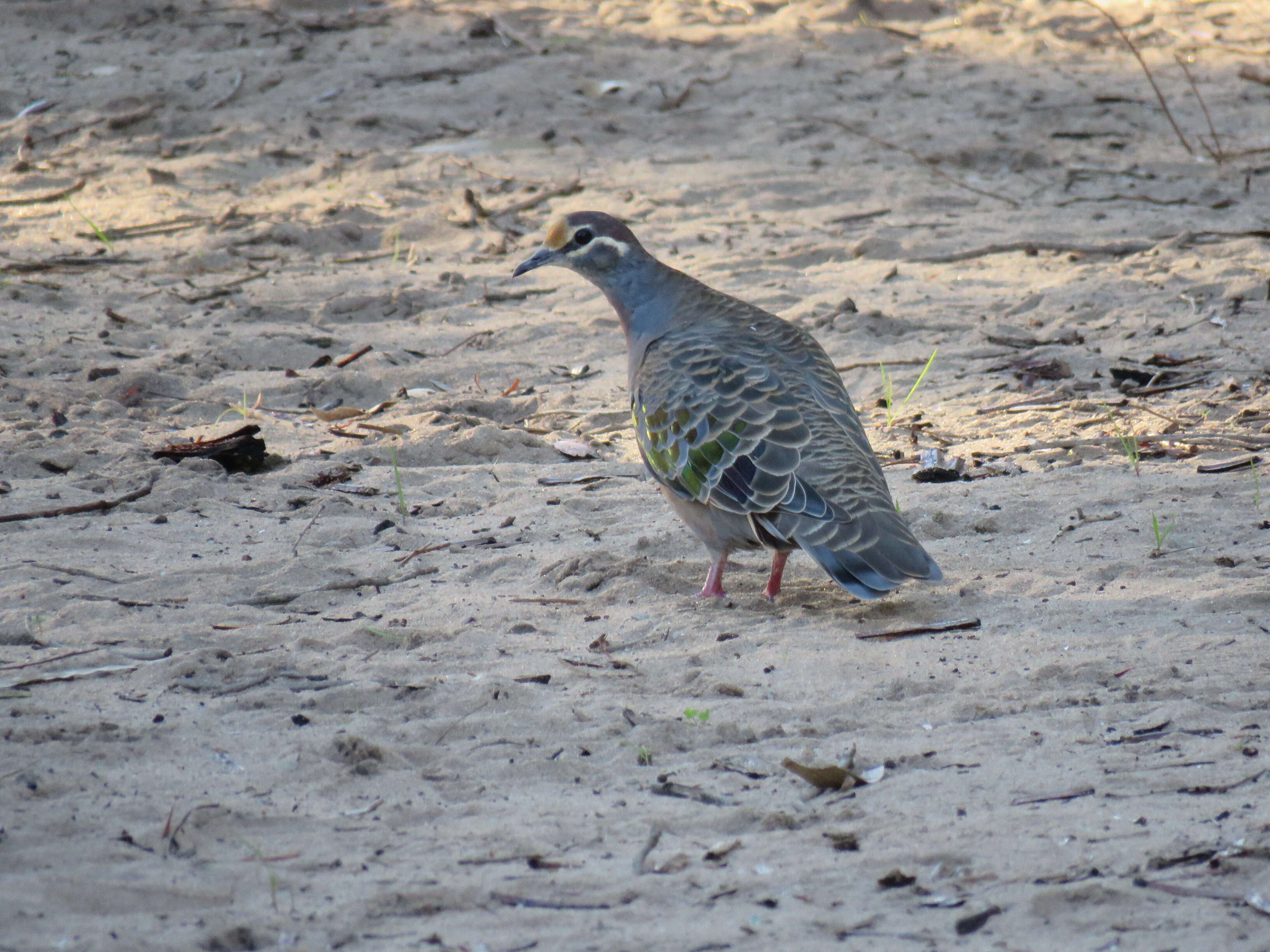 Image of Common Bronzewing