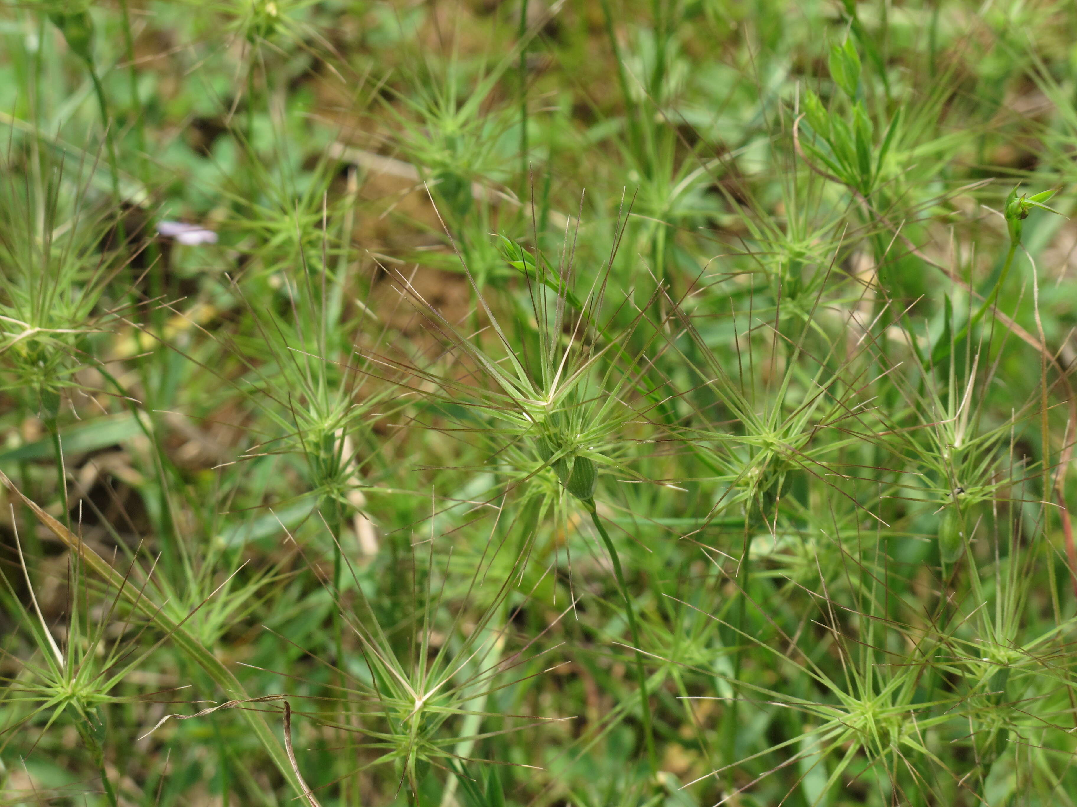 Image de Aegilops geniculata Roth