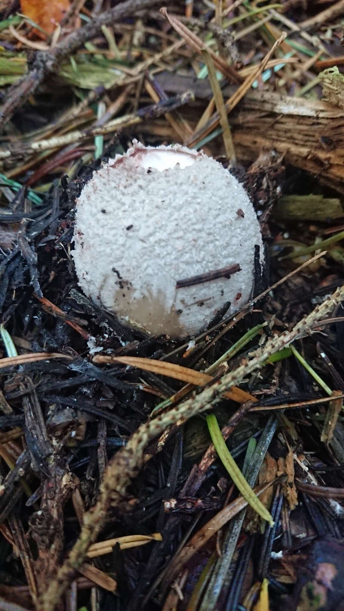 Image of Stinkhorn