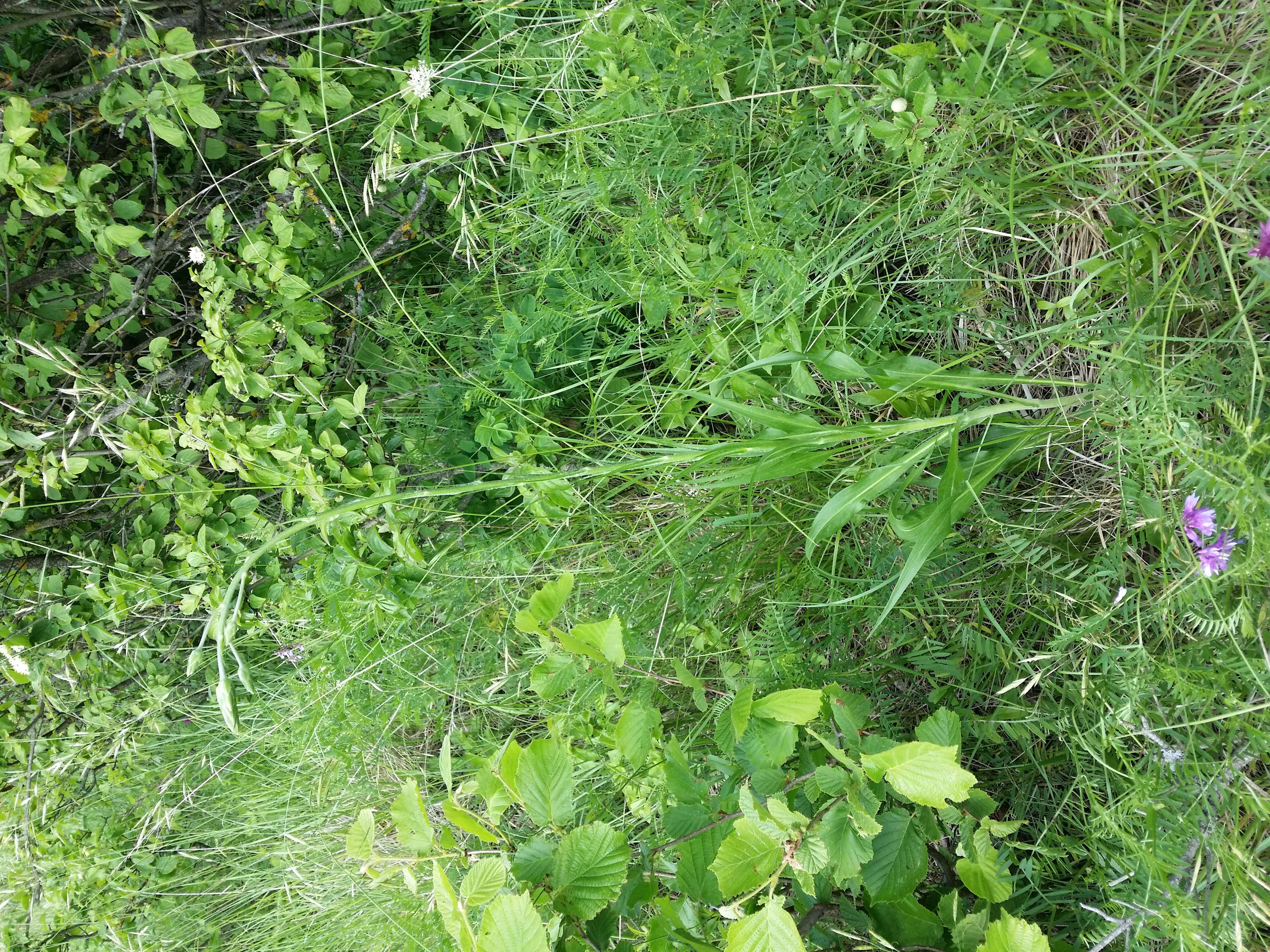 Image of black salsify