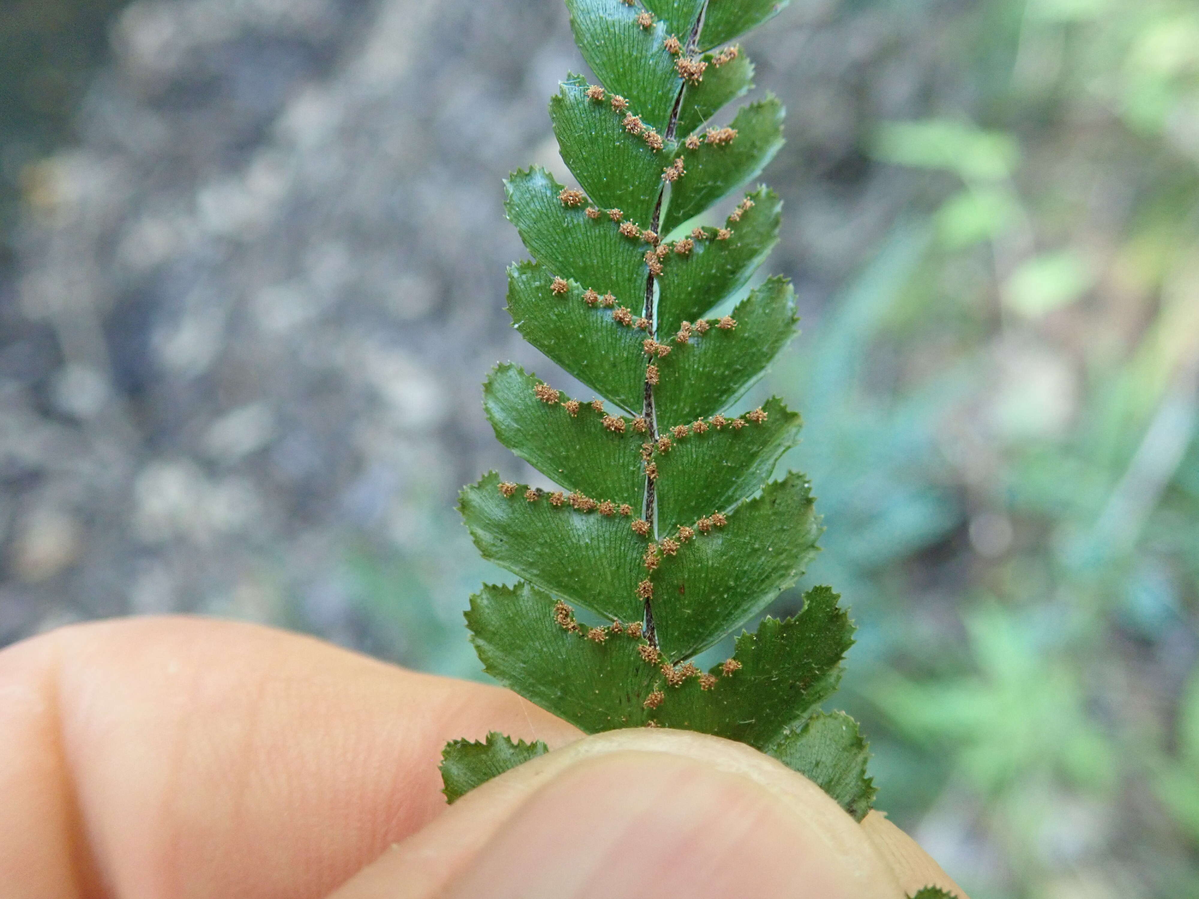 Image of rough maidenhair