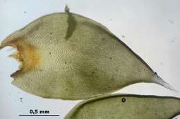 Image of Ciliate Hedwigia Moss