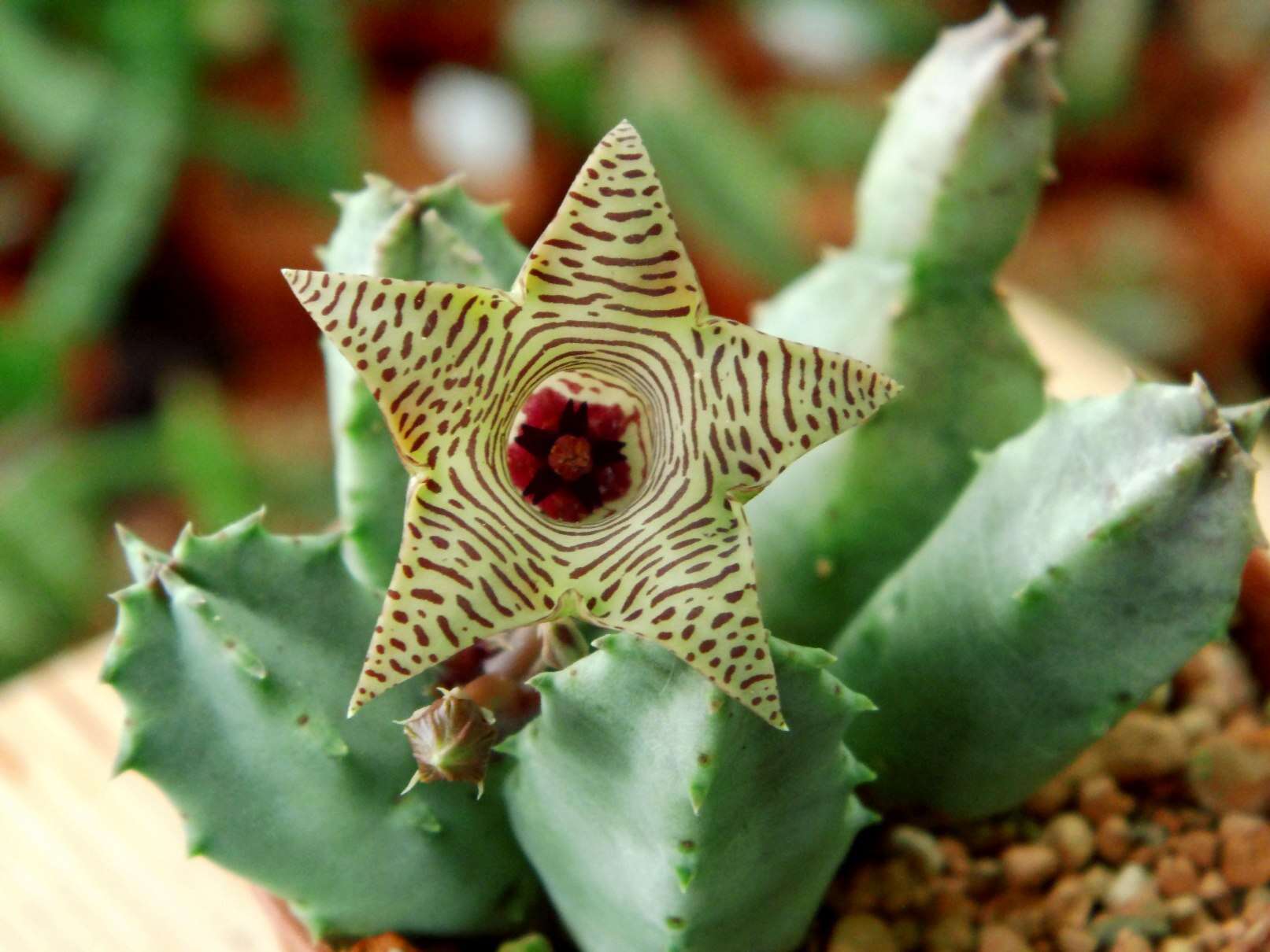 Imagem de Ceropegia thuretii (F. Cels) Bruyns