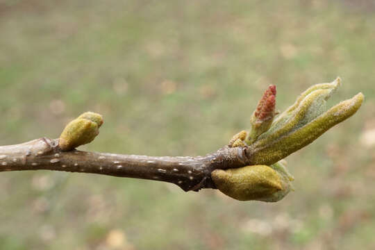 Image of bitternut hickory