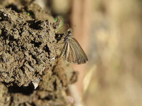 Image of Pygmy Scrub-hopper