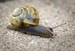 Image of Black Gloss Snail