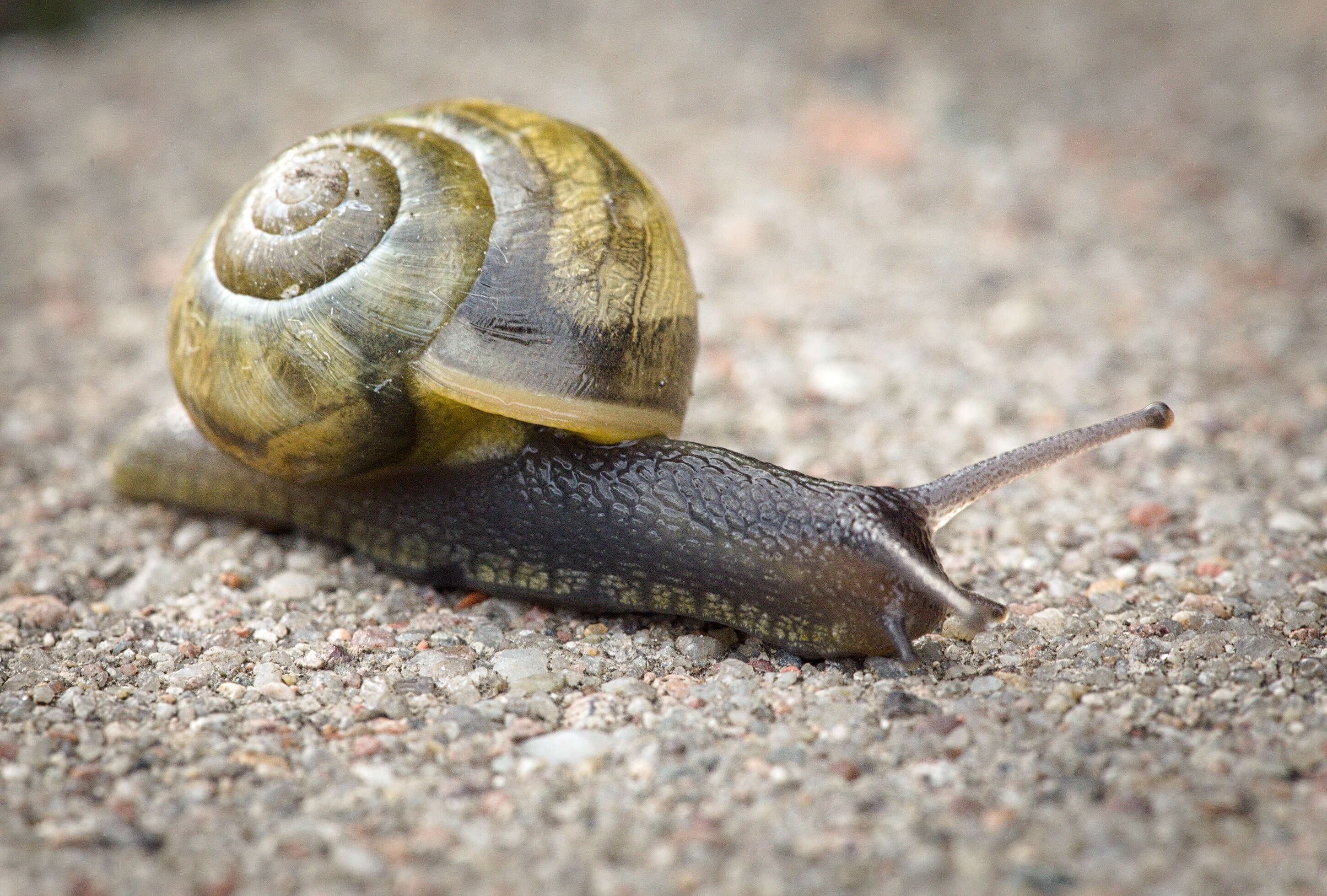 Image of Black Gloss Snail