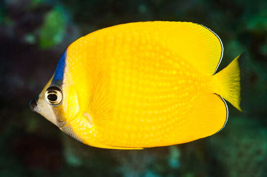 Image of Blacklip Butterflyfish