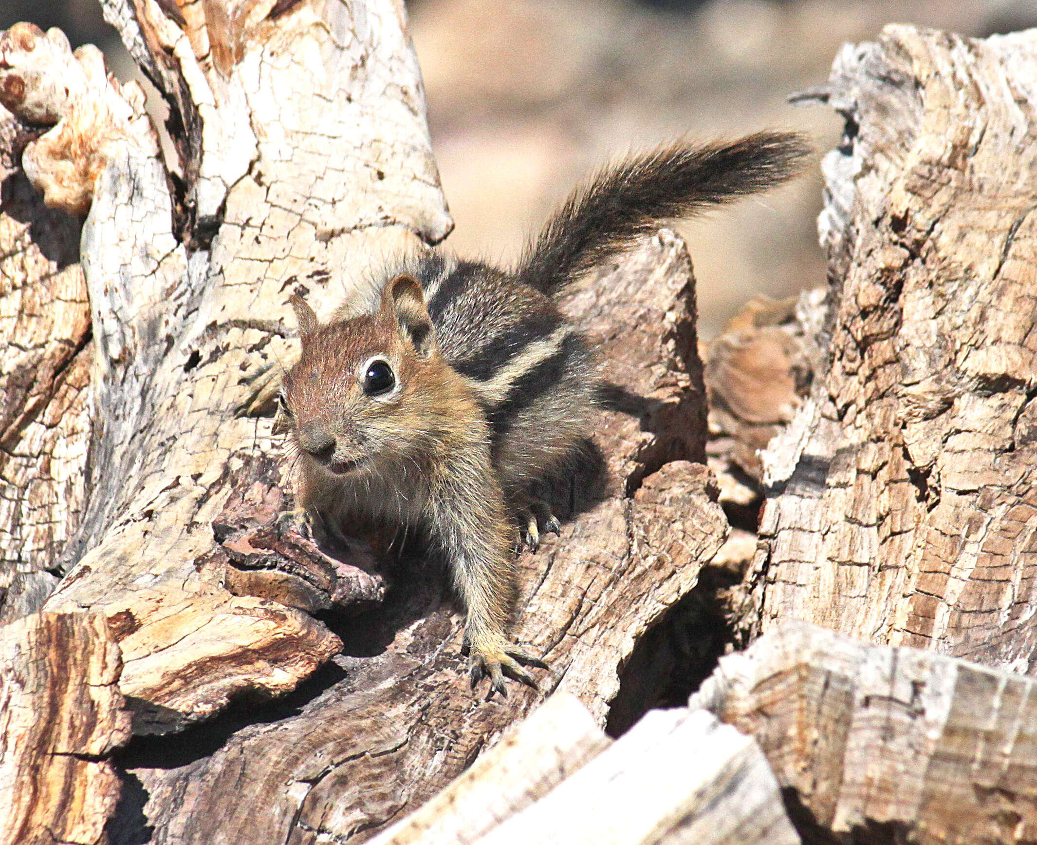 Callospermophilus Merriam 1897 resmi