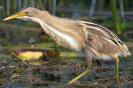 Image of Stripe-backed Bittern