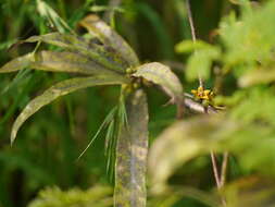 Image de Hemidesmus indicus (L.) R. Br.