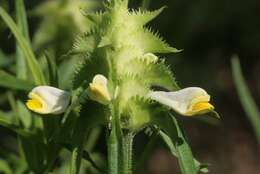 Image of Crested Cow-wheat