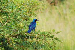 Image of Cape Glossy Starling