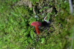 Image of Hygrocybe miniata (Fr.) P. Kumm. 1871