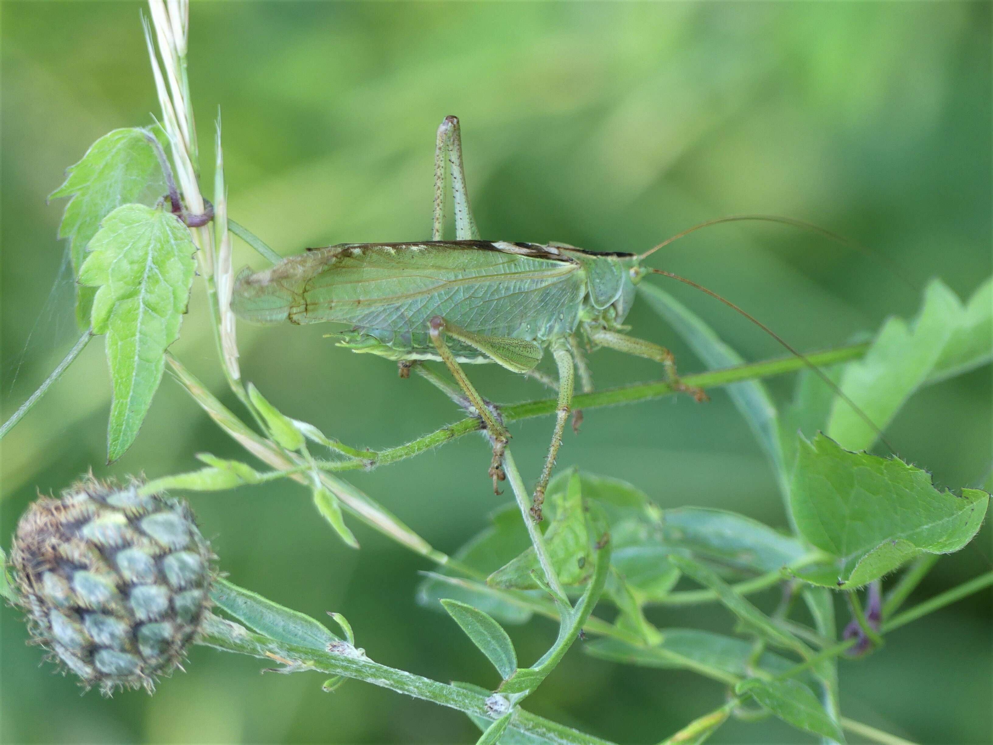 Image of Great green bushcricket