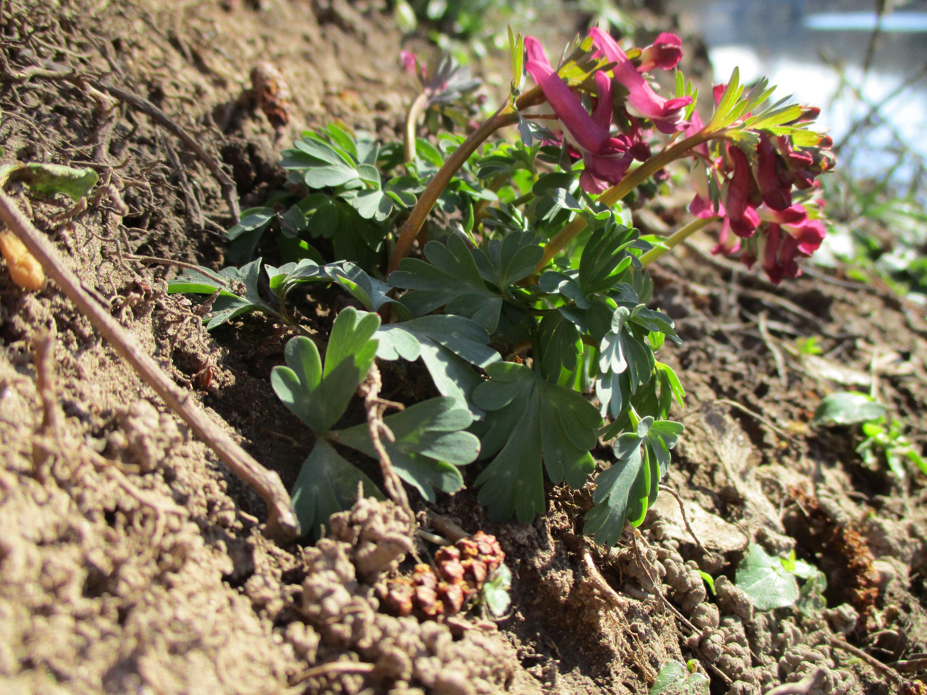 Plancia ëd Corydalis solida (L.) Clairv.