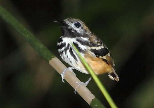 Image of Dot-backed Antbird