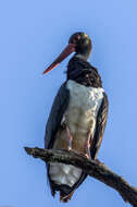 Image of Black Stork