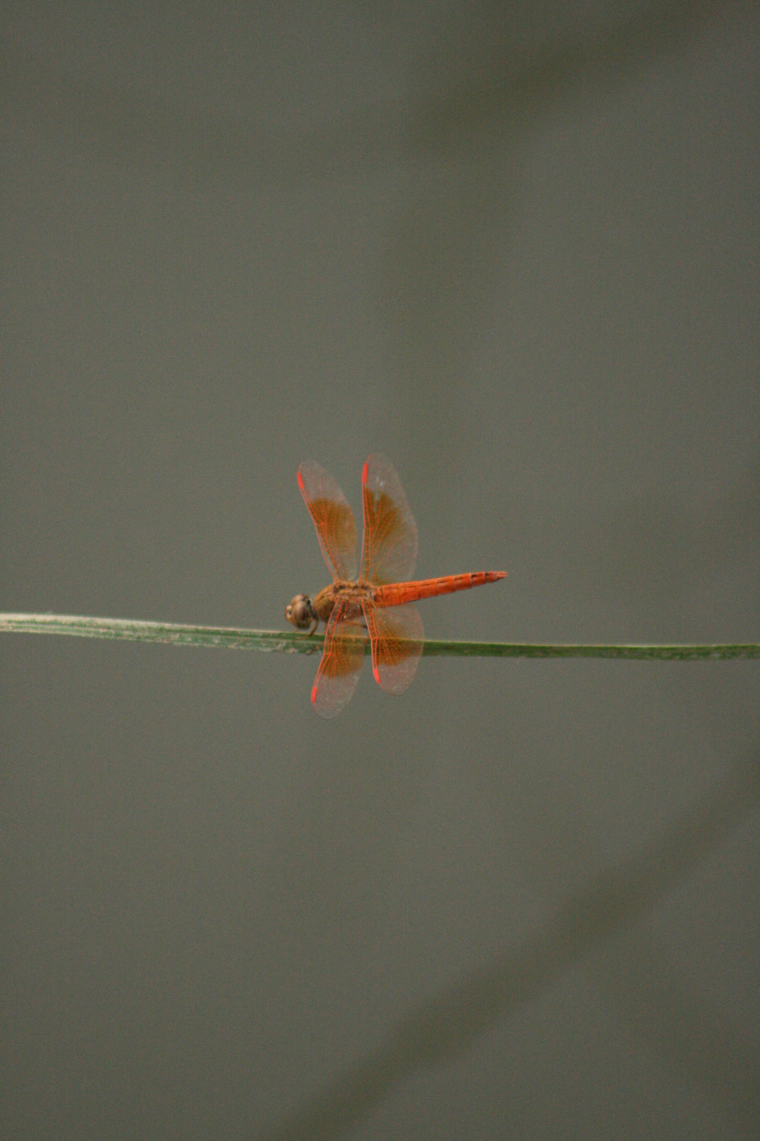 Image of Ditch Jewel