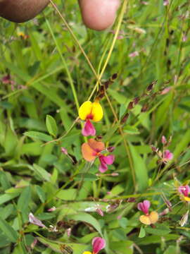 Plancia ëd Alysicarpus bupleurifolius (L.) DC.