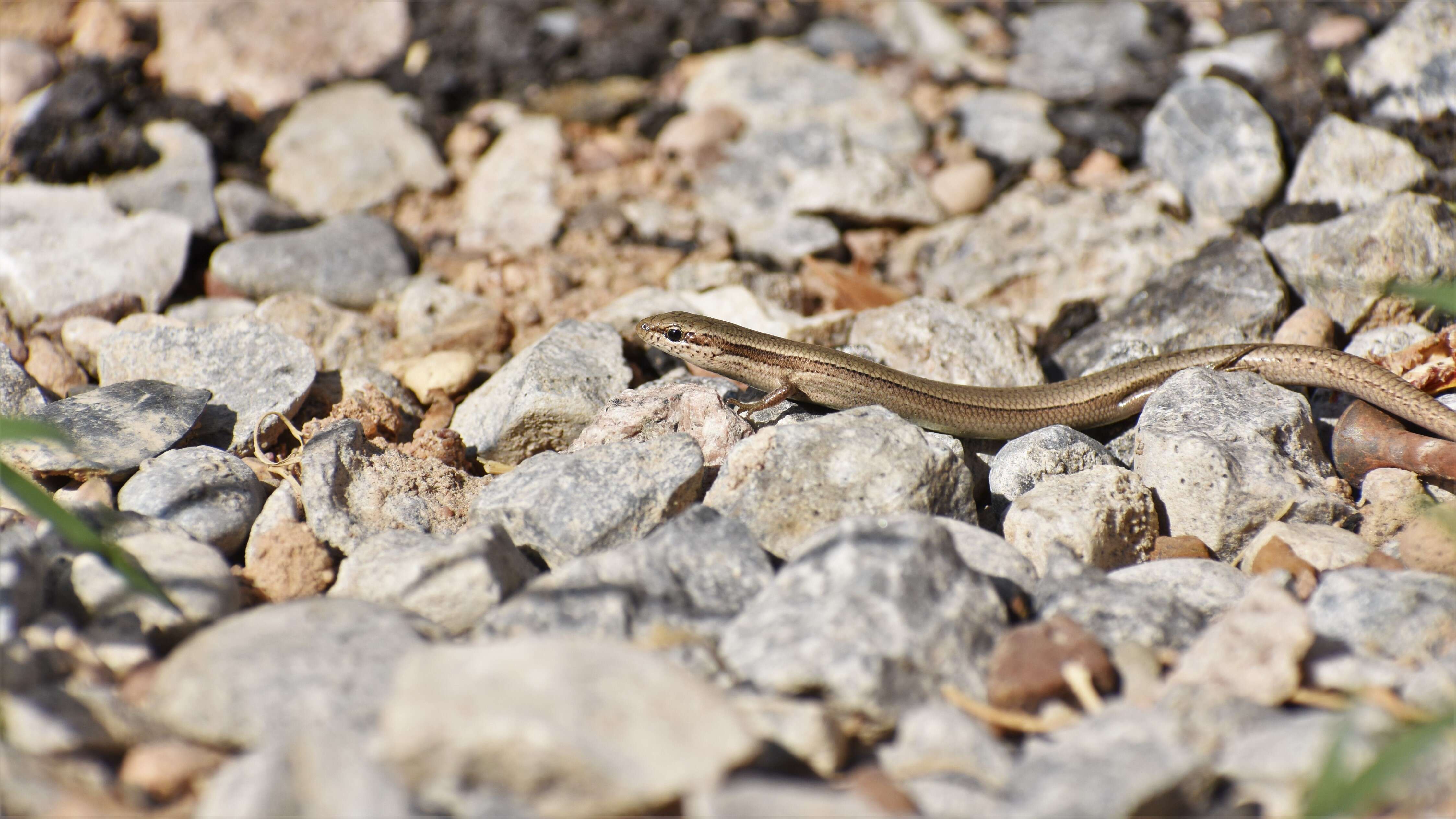 Image of Desert Lidless Skink