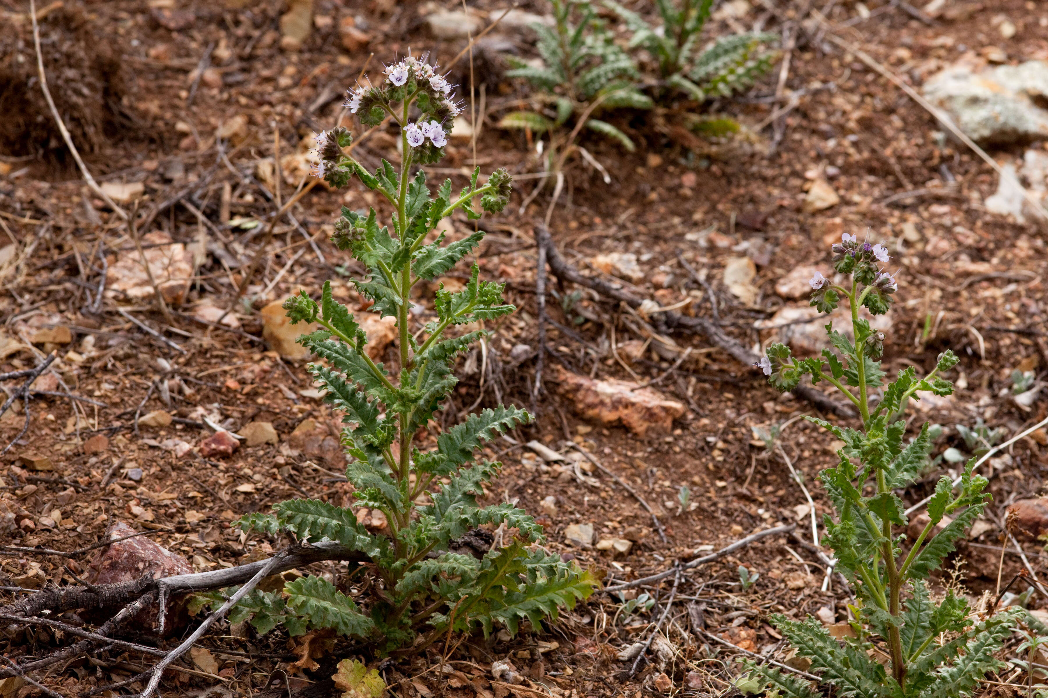 Image of scorpionweed