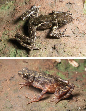 Image of Muller's toad