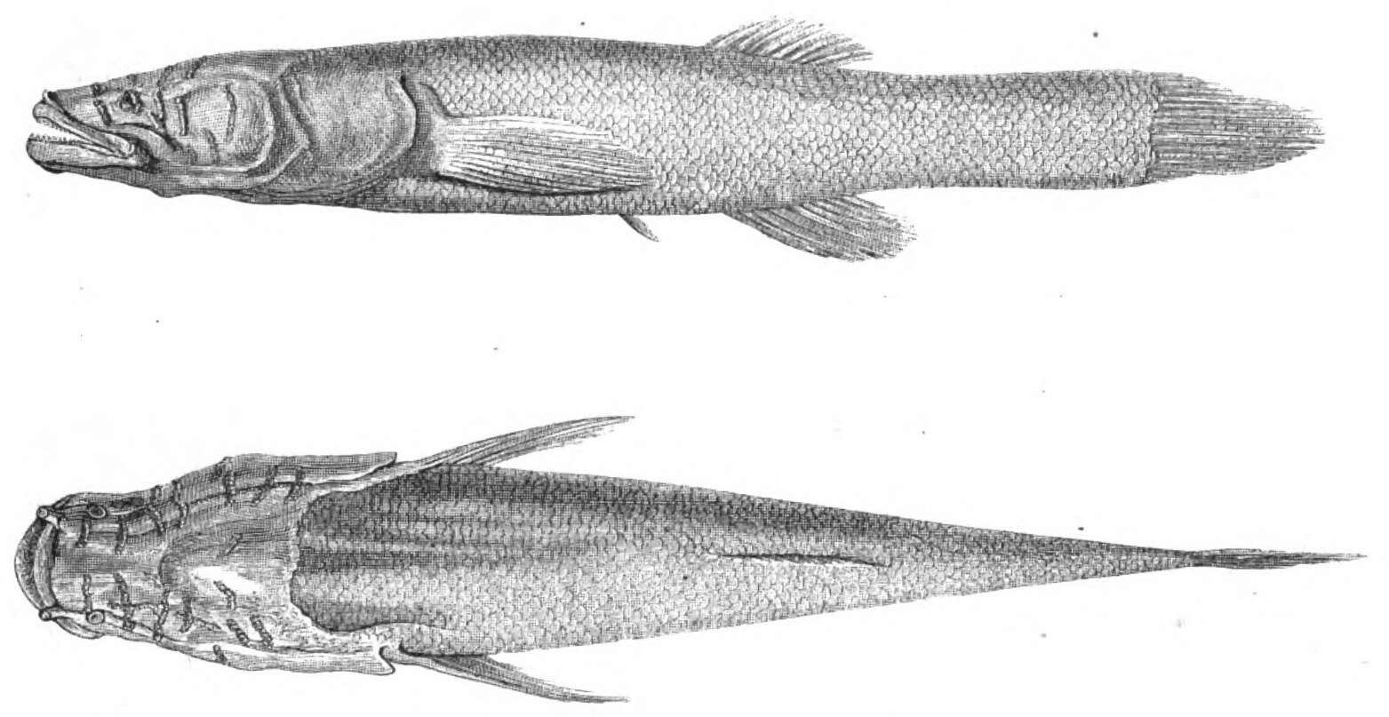 Слика од Cyprinodon