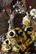 Image of Acorn barnacle