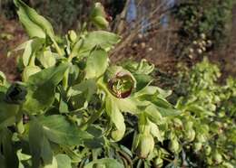 Image of Stinking Hellebore