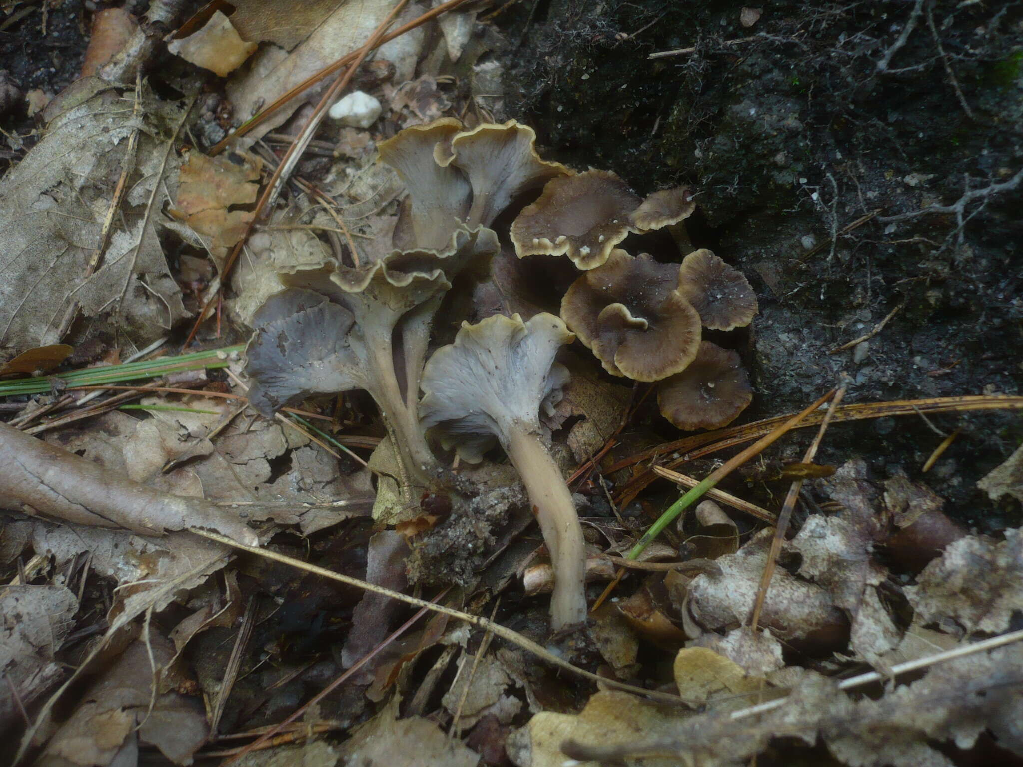 Слика од Pseudocraterellus undulatus (Pers.) Rauschert 1987