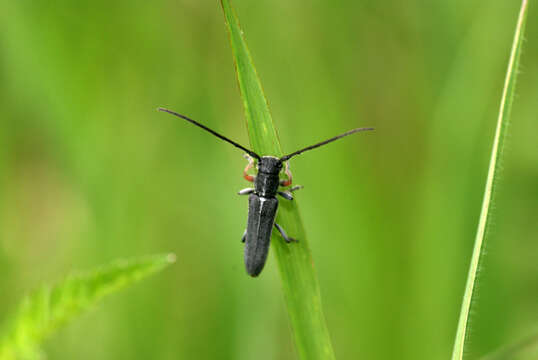 Слика од Phytoecia cylindrica (Linné 1758)