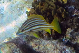 Image of Spanish flag snapper