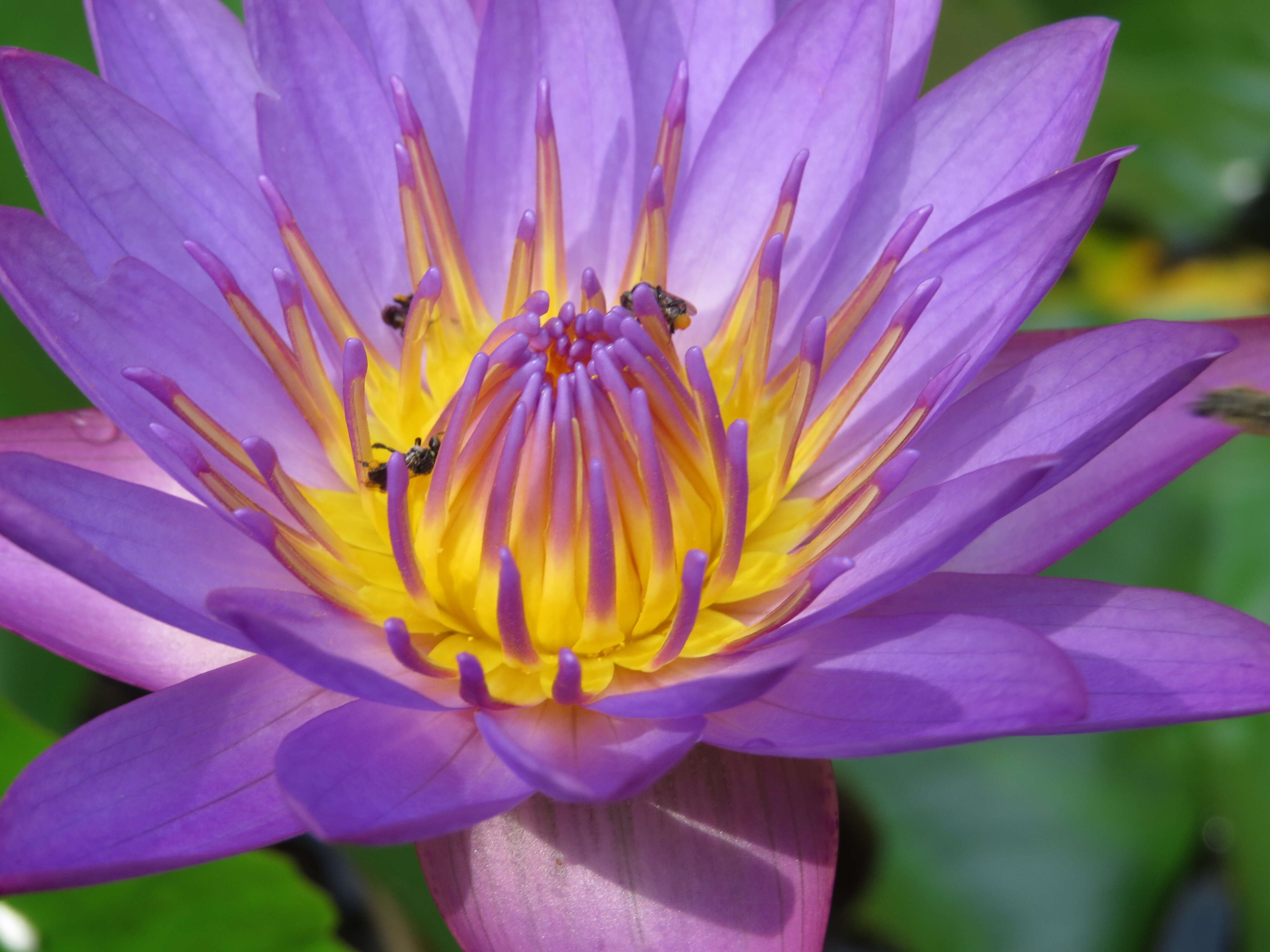 Image of blue star water-lily