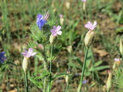 Image of Proliferous Pink