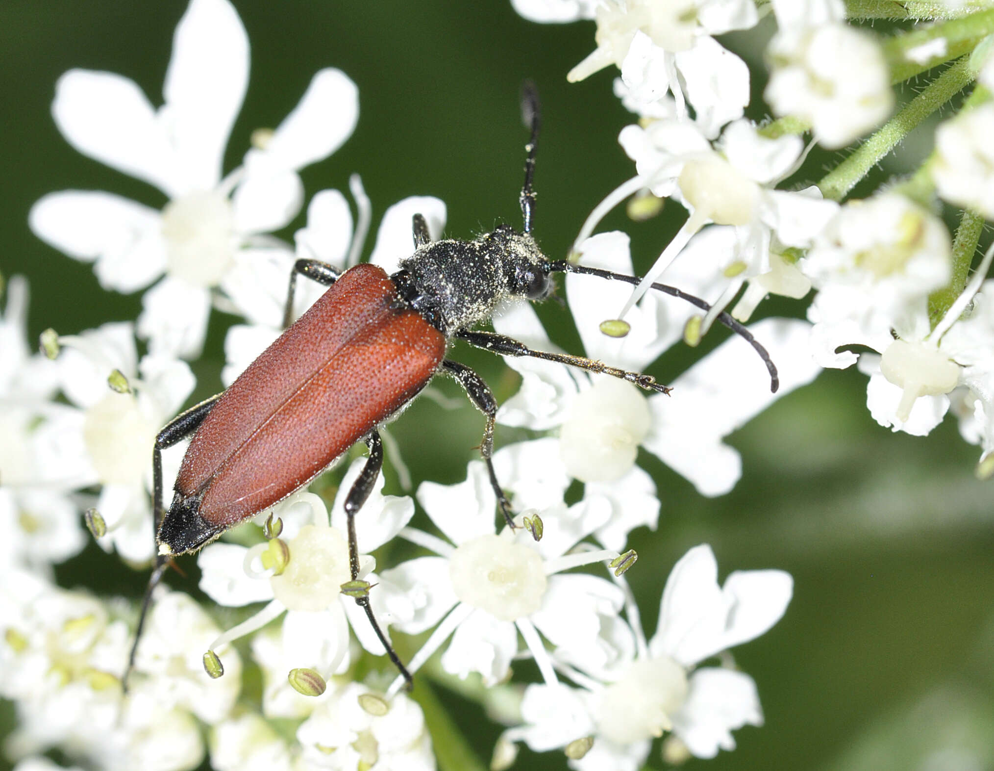 Image of Anastrangalia sanguinolenta (Linné 1761)