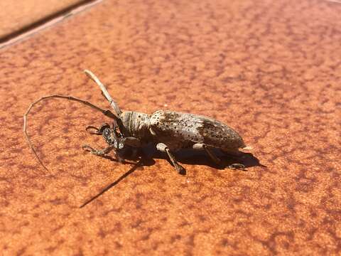 Image of Twig Girdling Beetles