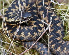 Image of Adder