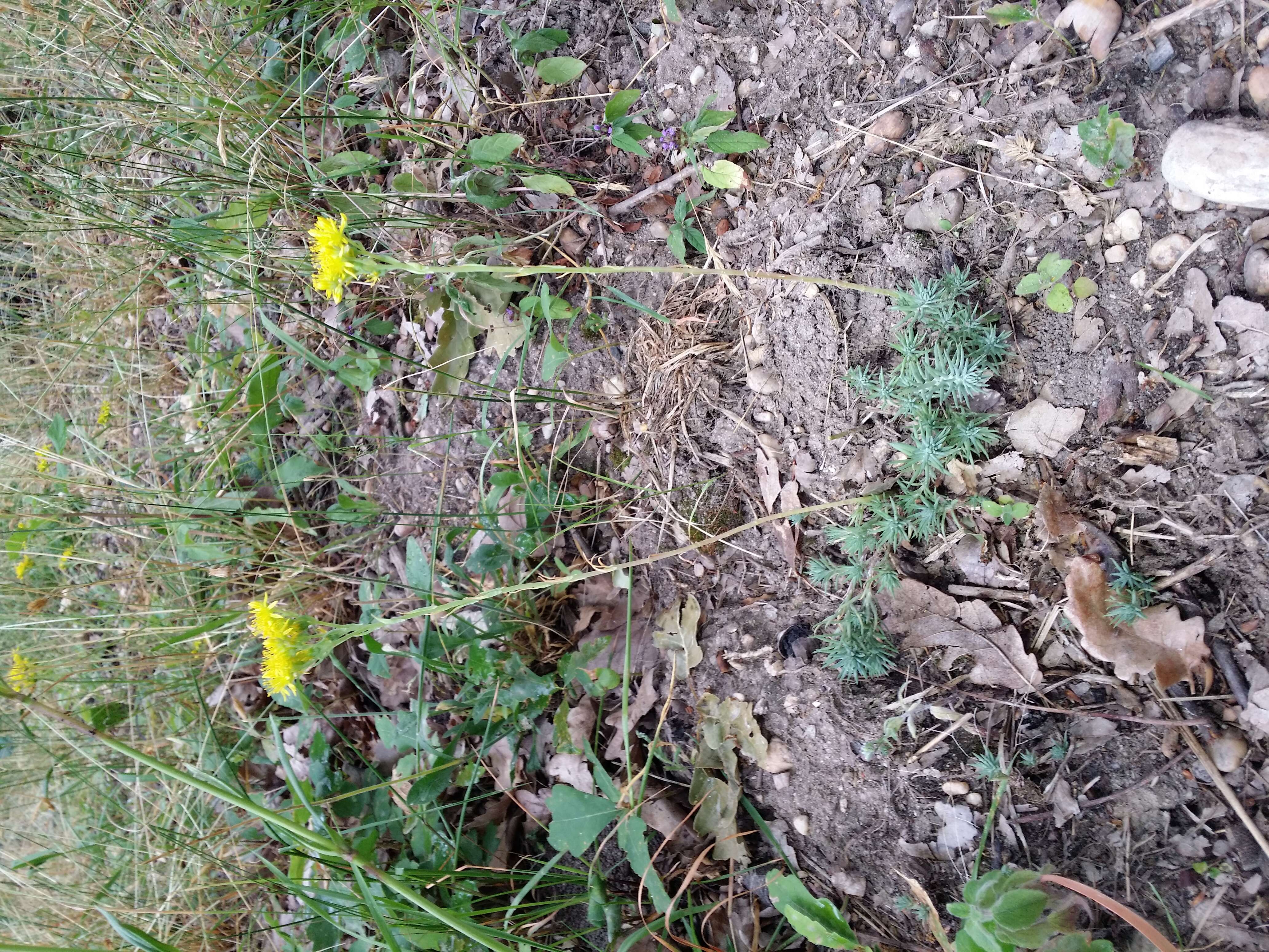 Слика од Petrosedum rupestre (L.) P. Heath