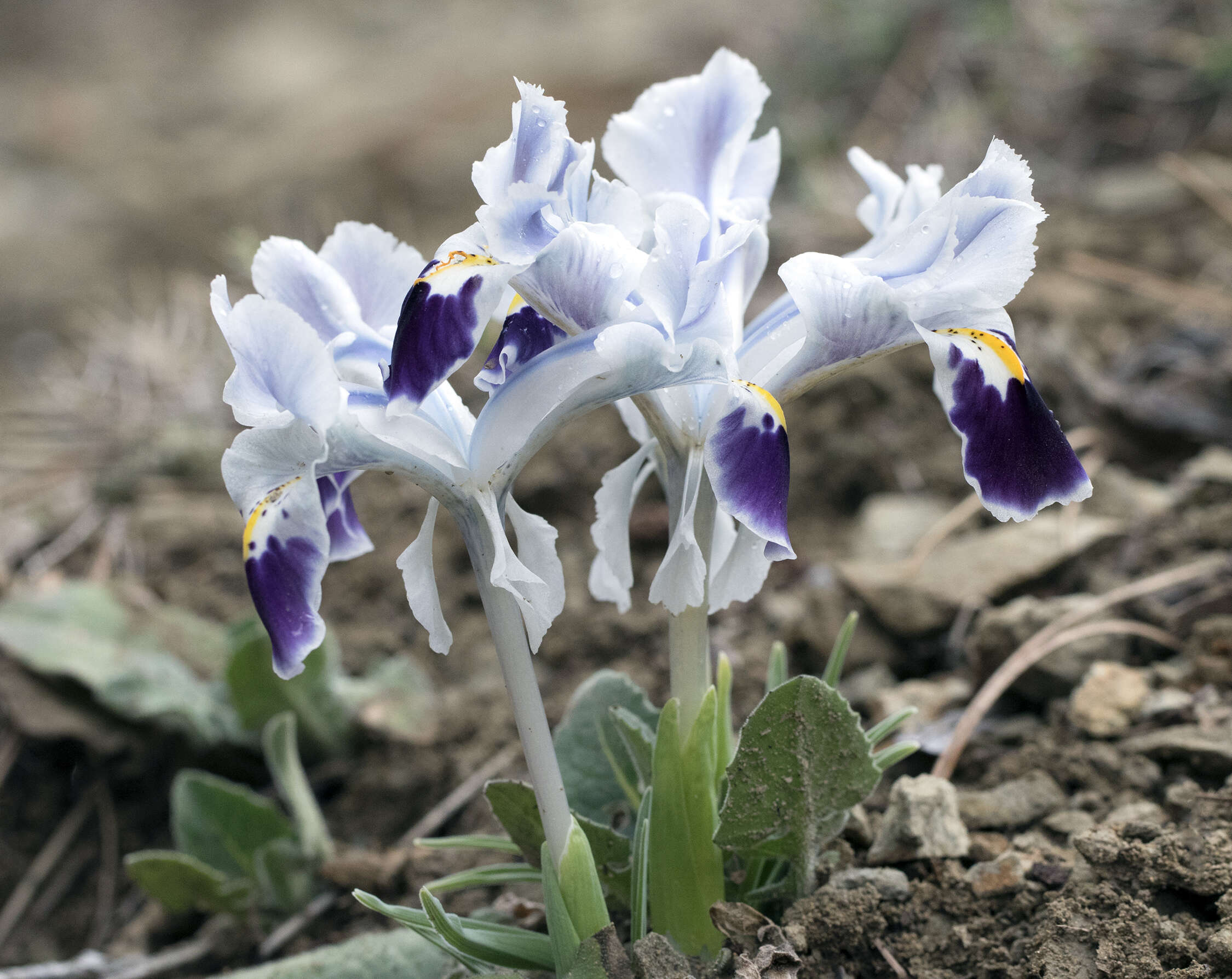 Слика од Iris stenophylla Hausskn. ex Baker