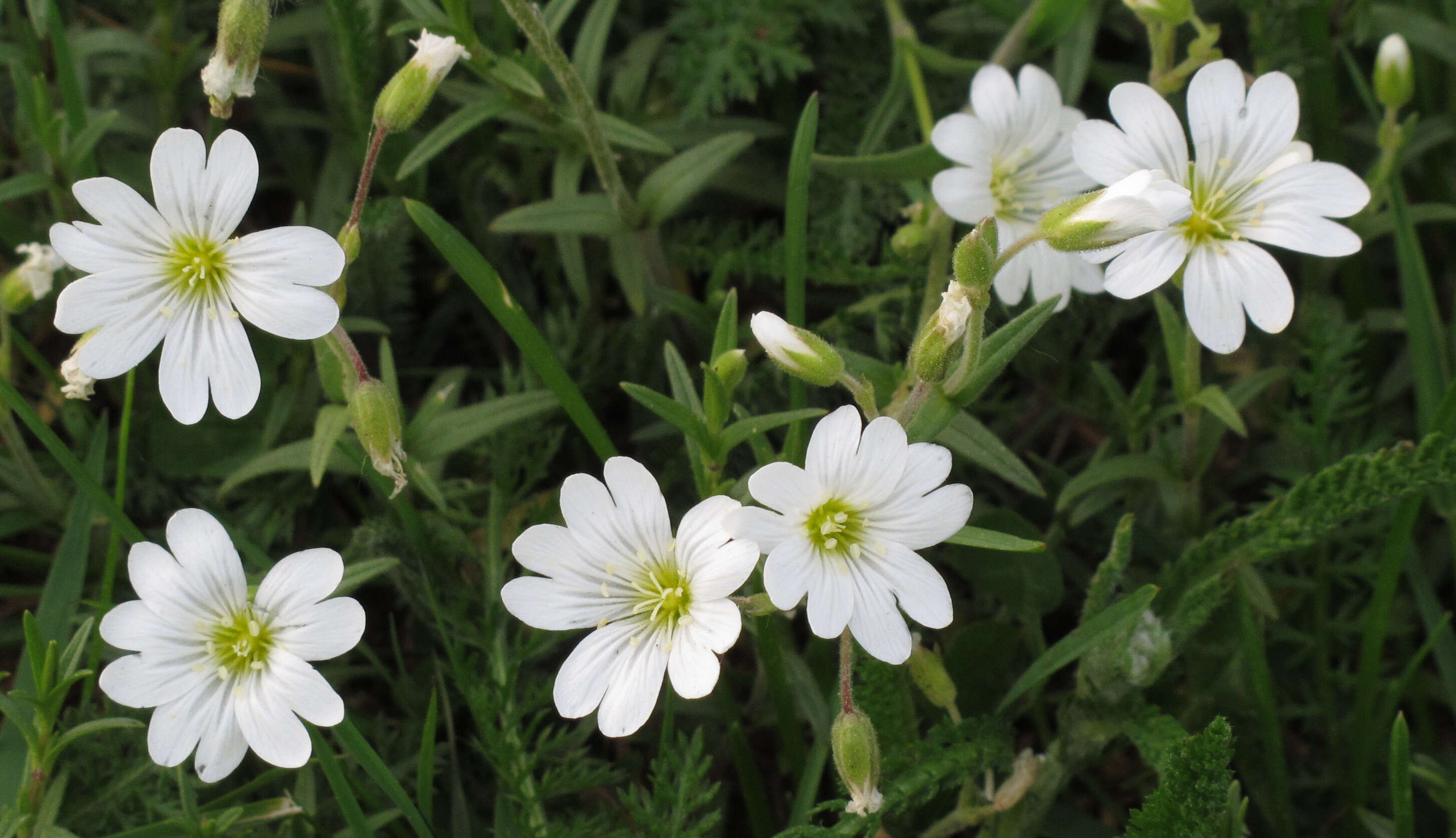 Image of field chickweed