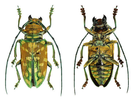 Image of Sternotomis flavomaculata Hintz 1919