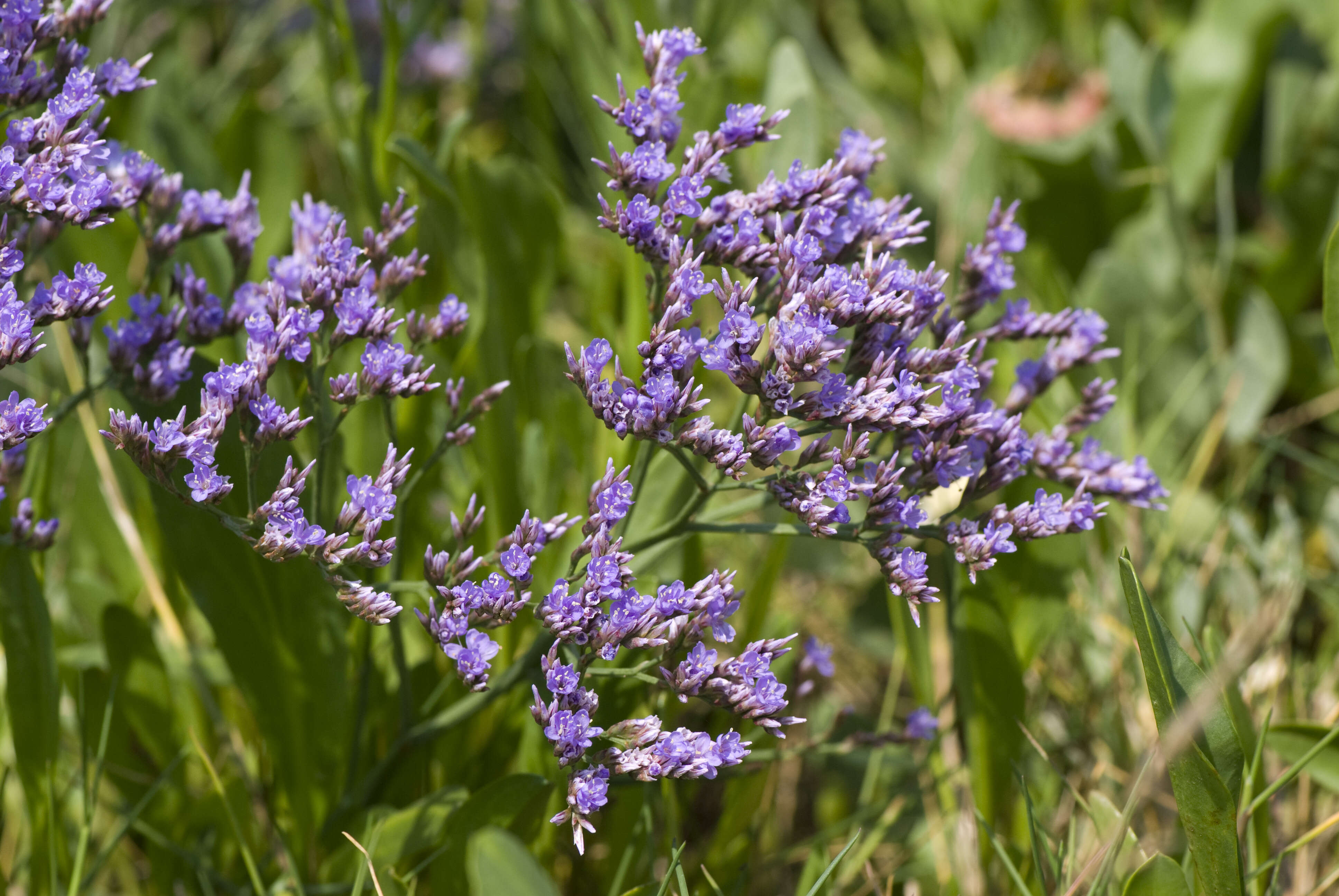 Image of Mediterranean sea lavender