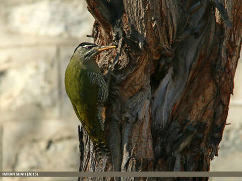 Image of Scaly-bellied Woodpecker