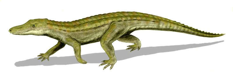 Image of Peirosauridae