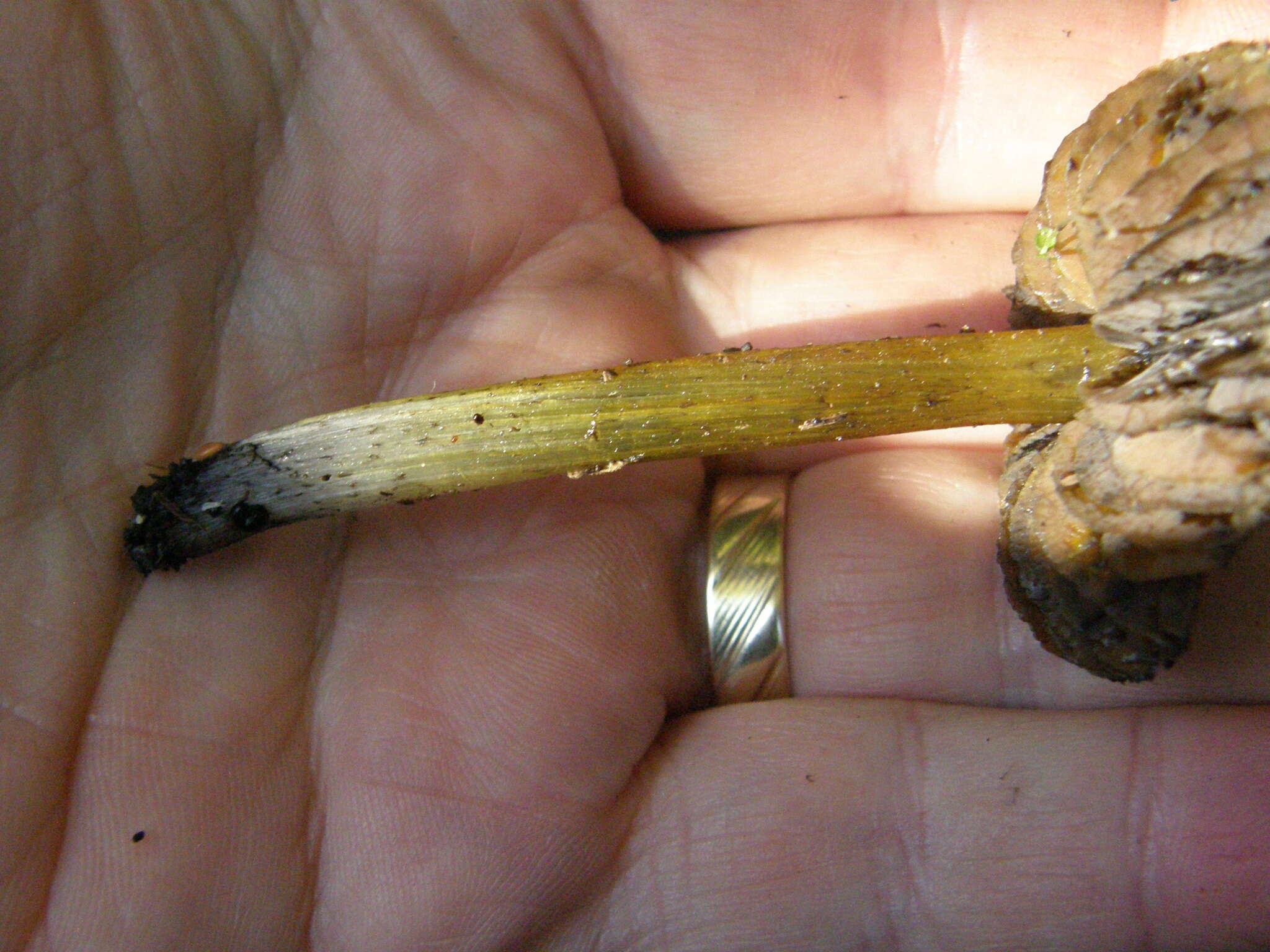 Image of Hygrocybe astatogala R. Heim ex Heinem. 1963