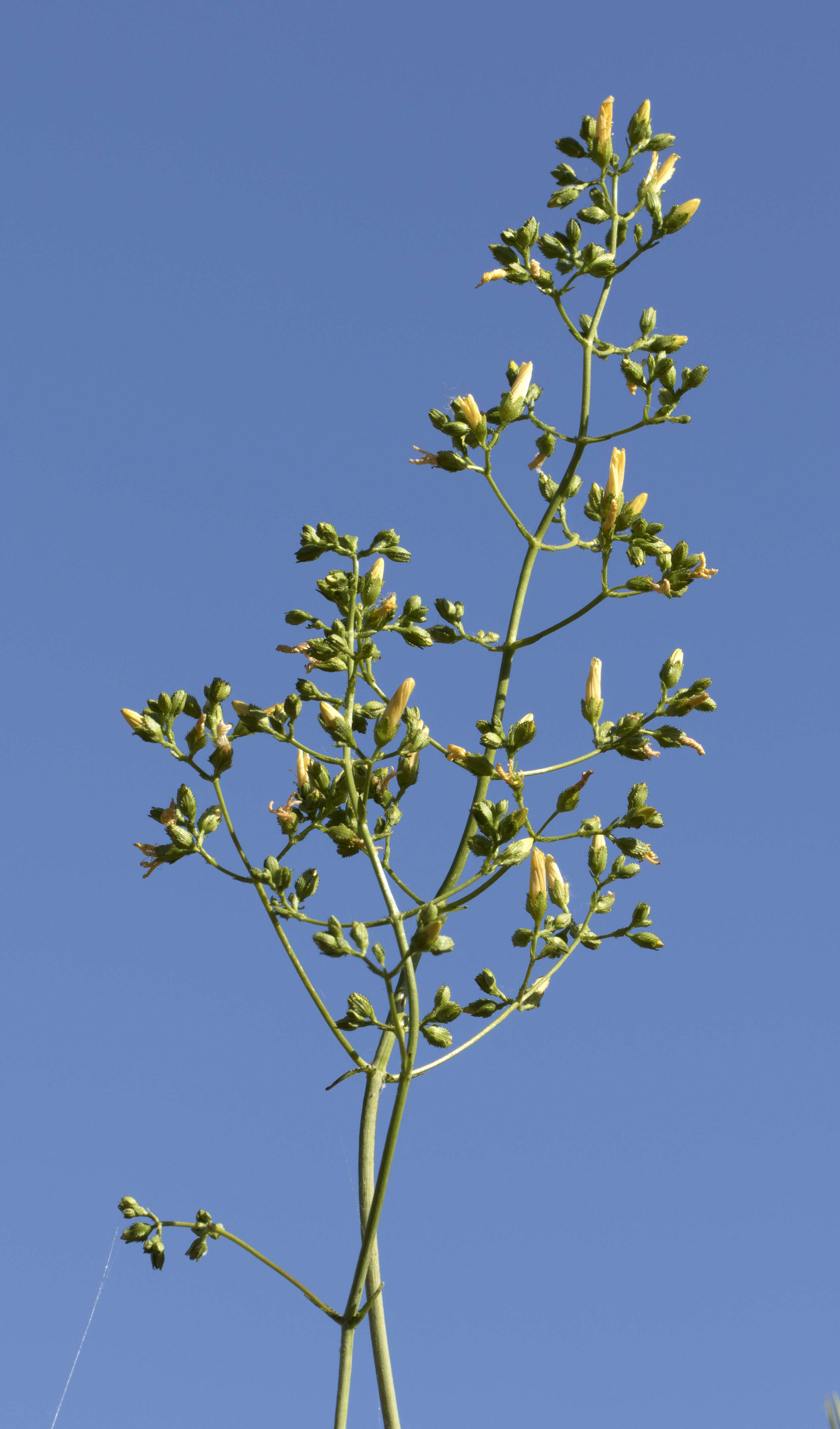 Image of Hypericum lanuginosum Lam.